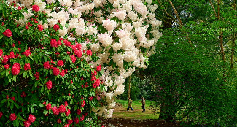 Bowood Woodland Gardens Spring